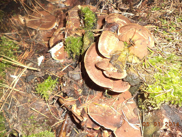 trúdnikovec červenkastý Trametes confragosa (Bolton) Jørst.