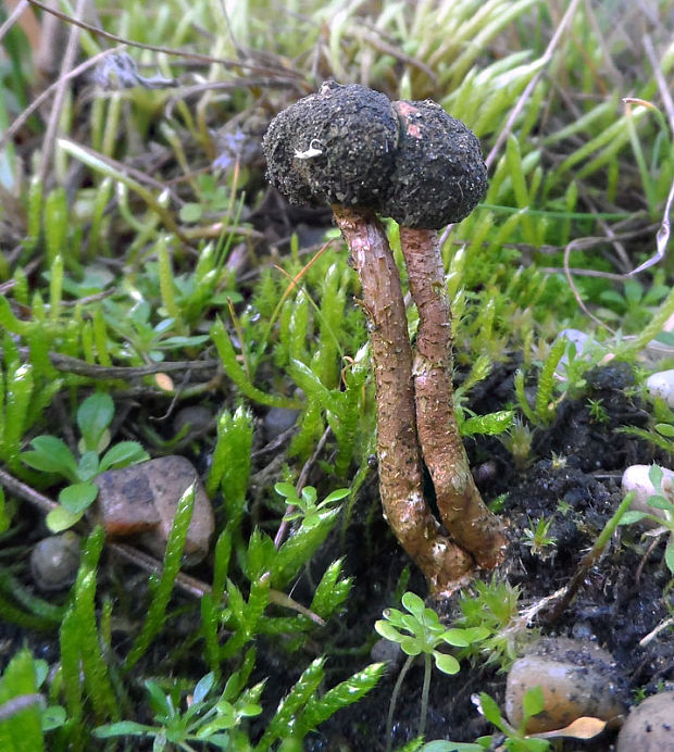 stopkovec zimný Tulostoma brumale Pers.