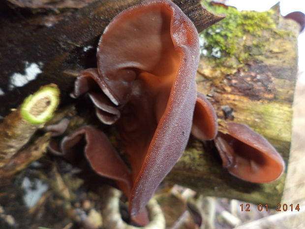 uchovec bazový Auricularia auricula-judae (Bull.) Quél.