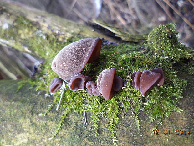 uchovec bazový Auricularia auricula-judae (Bull.) Quél.