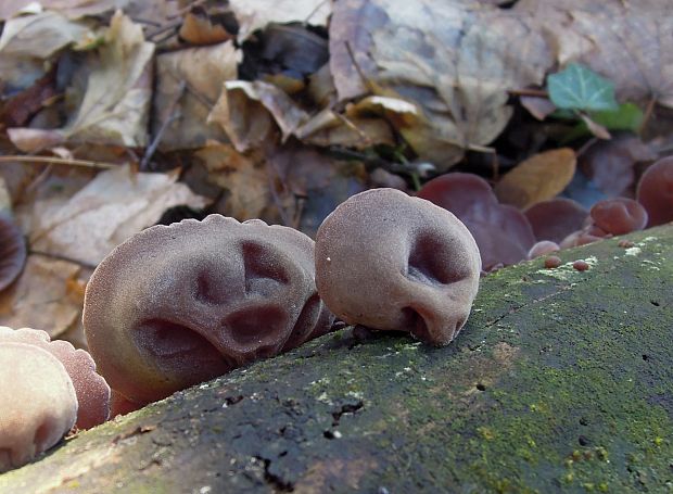 uchovec bazový Auricularia auricula-judae (Bull.) Quél.