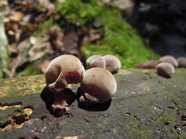 uchovec bazový Auricularia auricula-judae (Bull.) Quél.