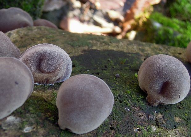 uchovec bazový Auricularia auricula-judae (Bull.) Quél.