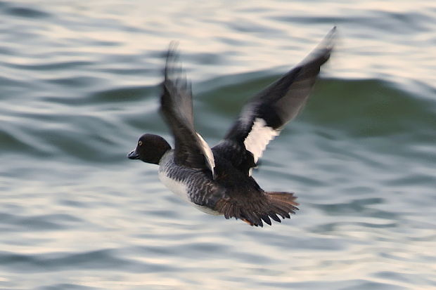 hlaholka  Bucephala clangula