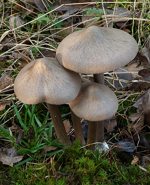 hodvábnica porfýrová Entoloma porphyrophaeum (Fr.) P. Karst.