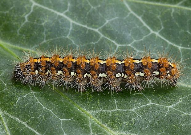 spriadač kostihojový Euplagia quadripunctaria