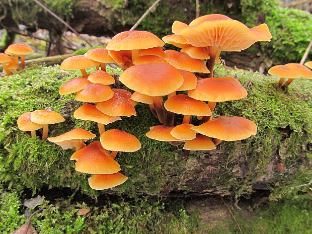 plamienka Flammulina sp.