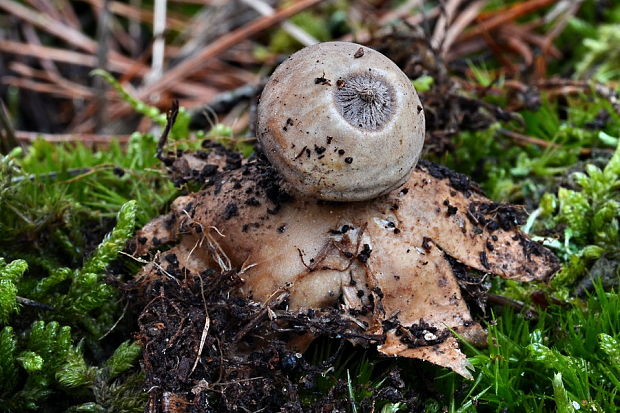 hviezdovka Geastrum sp.