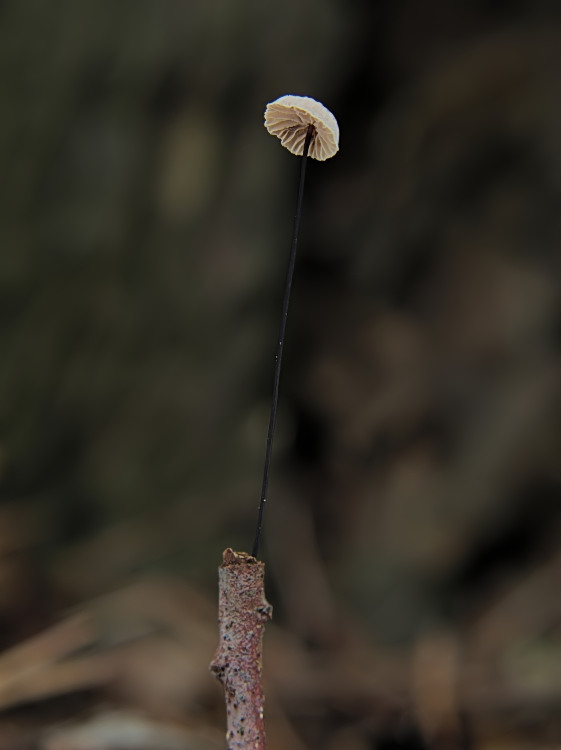 tanečnica čiernohlúbiková Gymnopus androsaceus (L.) Della Maggiora & Trassinelli