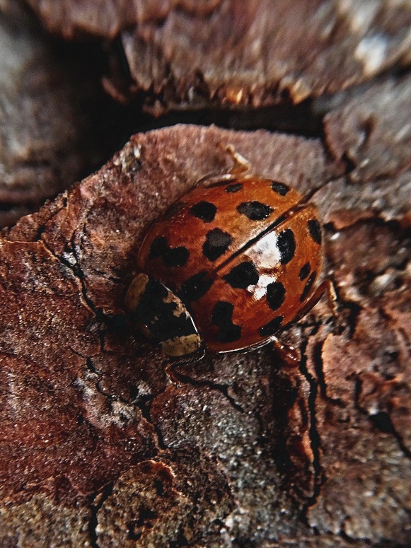 lienka   /   slunéčko východní Harmonia axyridis  var.novemdecimsignata