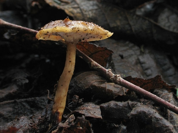 trúdnik zimný Lentinus brumalis (Pers.) Zmitr.