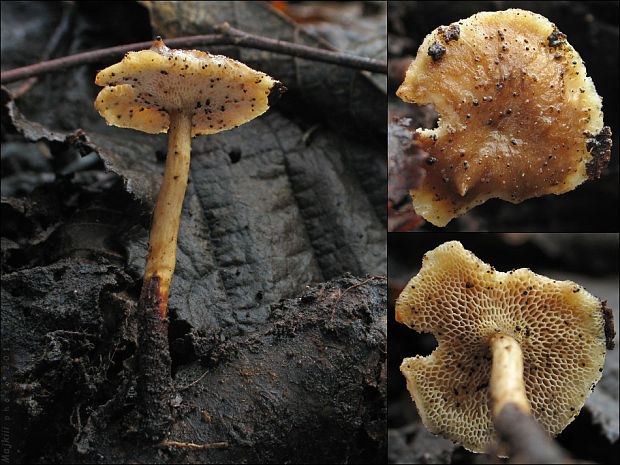 trúdnik zimný Lentinus brumalis (Pers.) Zmitr.