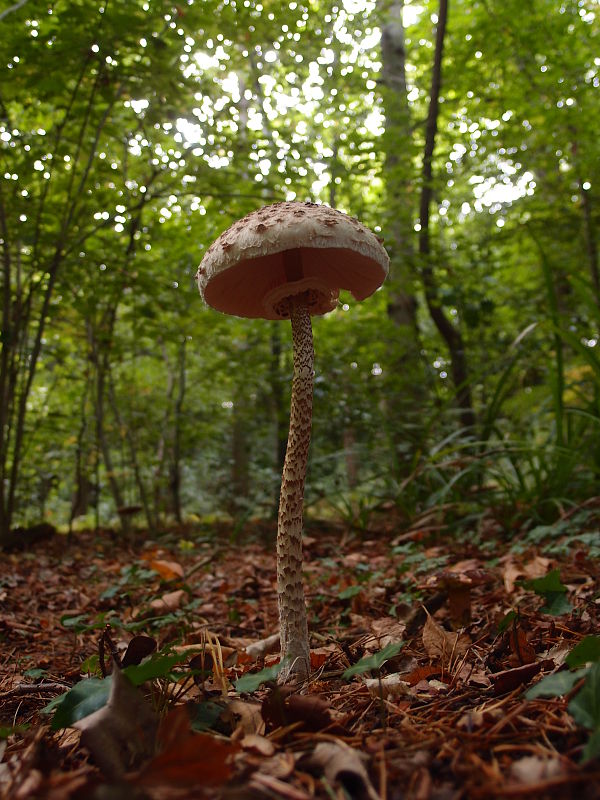 bedľa Macrolepiota sp.