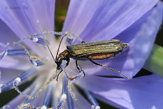 stehnáč Oedemera lurida?