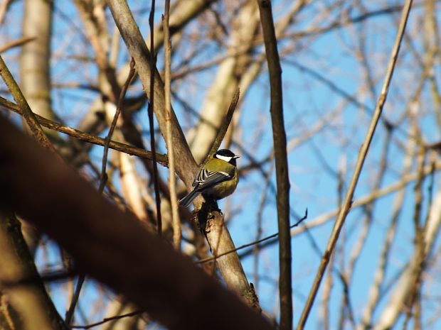 sýkorka bielolíca Parus major