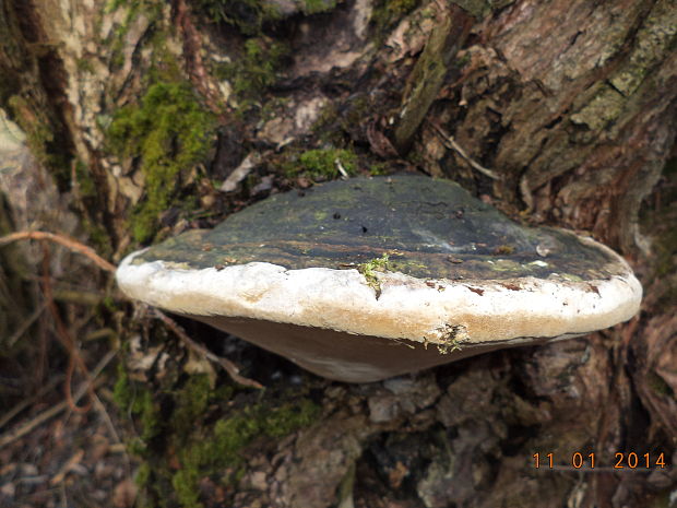 ohňovec obyčajný Phellinus igniarius (L.) Quél.