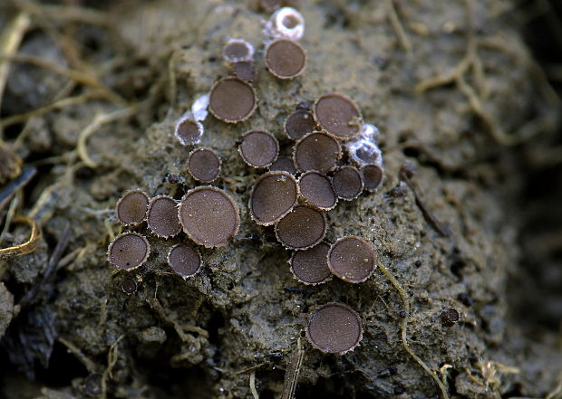 chlpanka veľkovýtrusná Pseudombrophila hepatica (Batsch) Brumm.