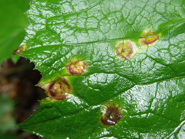 hrdza lipnicová Puccinia poarum E. Nielsen