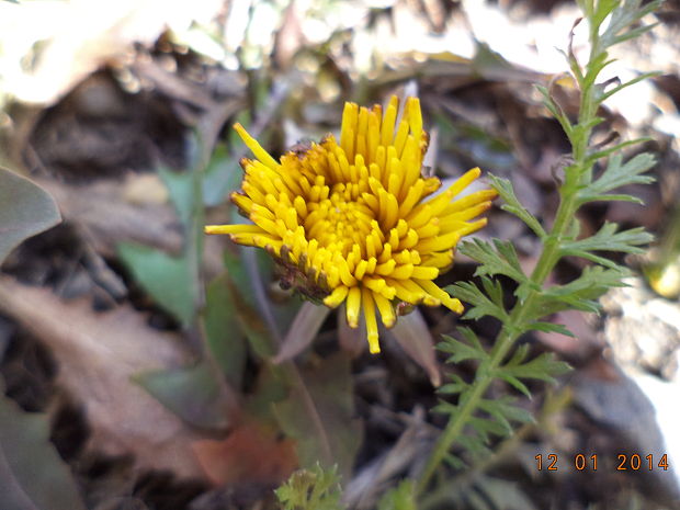 púpava lekárska Taraxacum officinale (L.) Weber ex F.H.Wigg