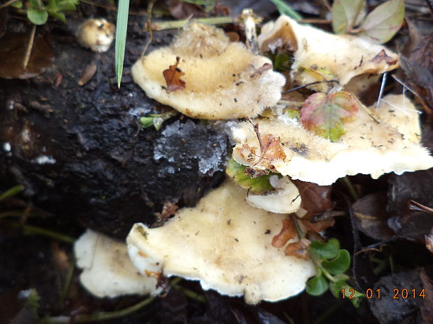 trúdnikovec chlpatý Trametes hirsuta (Wulfen) Lloyd