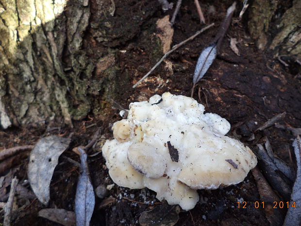 trúdnikovec voňavý Trametes suaveolens (L.) Fr.