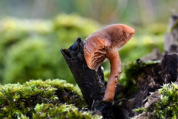 smeťovka zimná Tubaria furfuracea (Pers.) Gillet