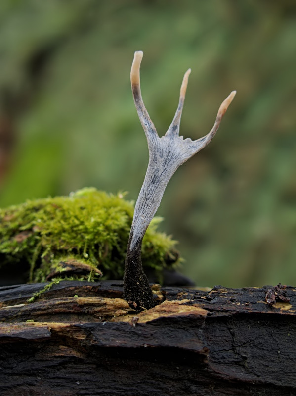 drevnatec parohatý Xylaria hypoxylon (L.) Grev.