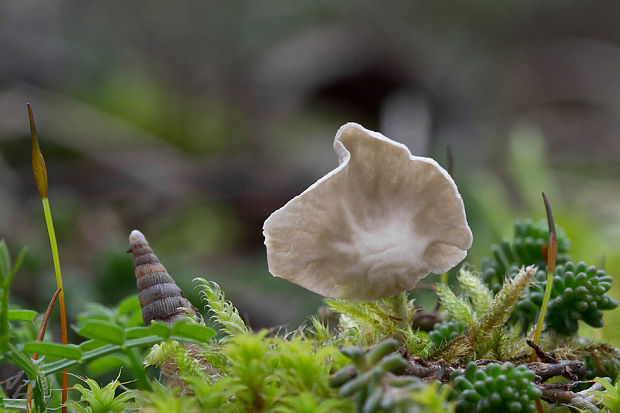 rebrovička Arrhenia sp.