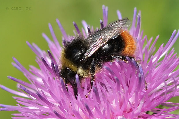 čmeľ skalný Bombus lapidarius