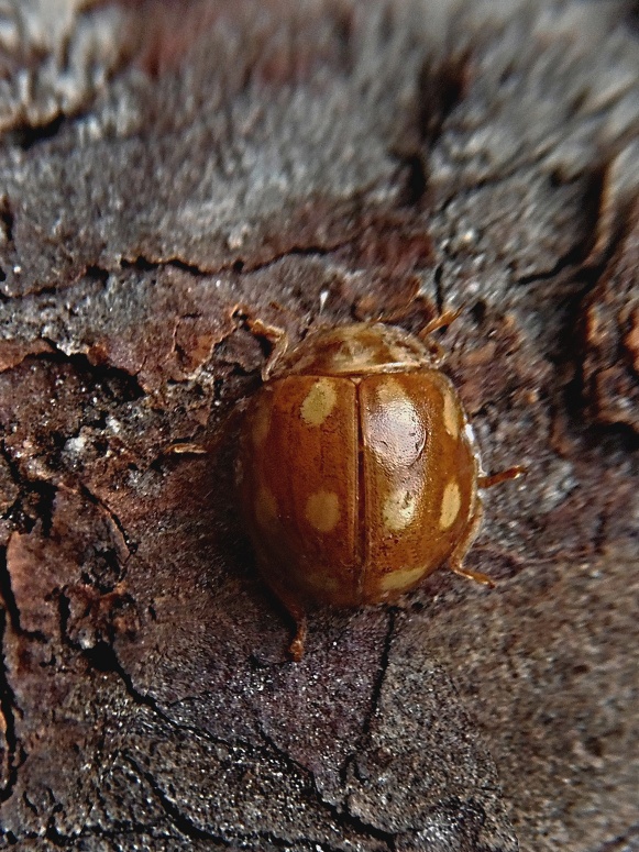 lienka    Calvia decemguttata Linnaeus, 1767