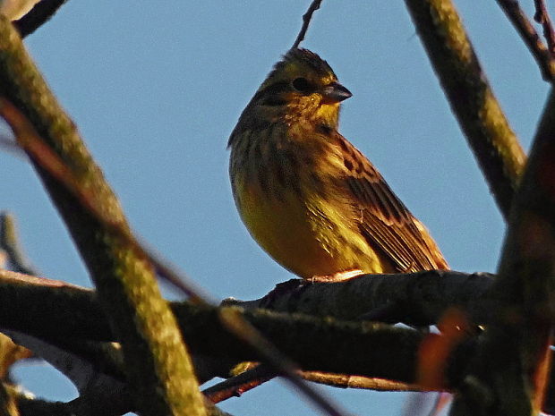 strnádka žltá   /   strnad obecný Emberiza citrinella Linnaeus, 1758