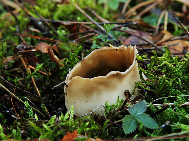 chriapač sosnový Helvella leucomelaena (Pers.) Nannf.