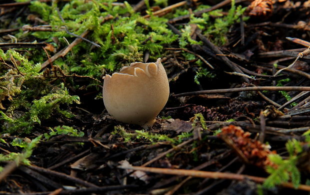 chriapač sosnový Helvella leucomelaena (Pers.) Nannf.