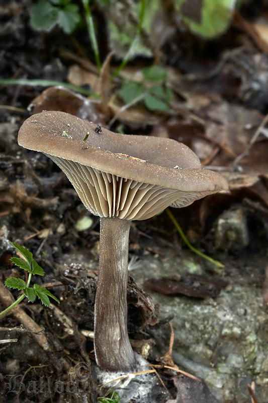 strmulica čiaškovitá Pseudoclitocybe cyathiformis (Bull.) Singer