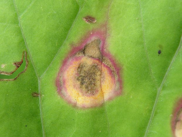 hrdza Puccinia maculosa Schwein.