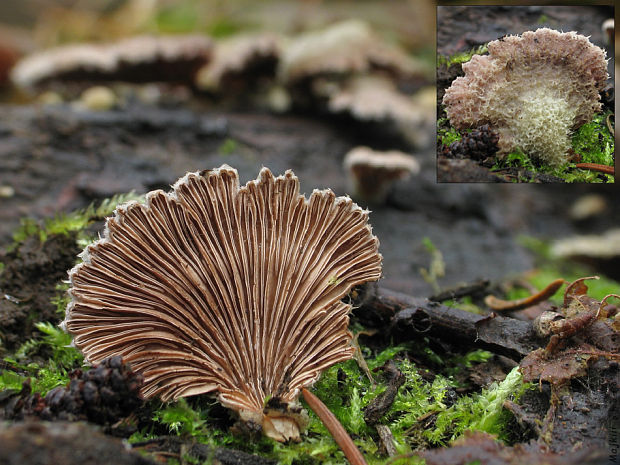 klanolupeňovka obyčajná Schizophyllum commune Fr.