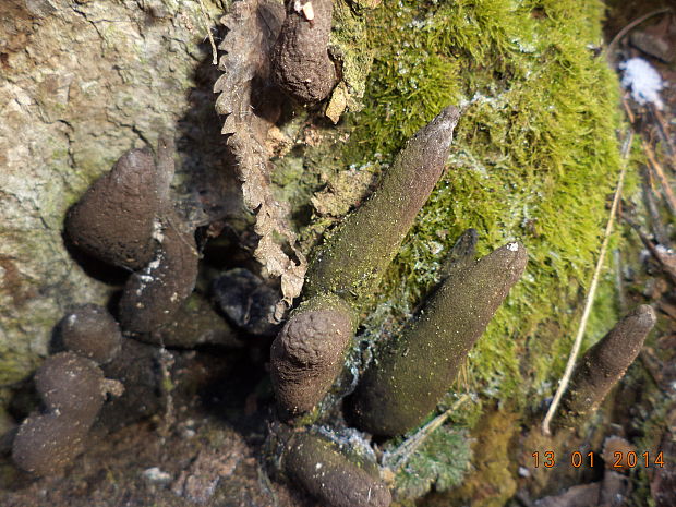 drevnatec kyjakovitý Xylaria polymorpha (Pers.) Grev.