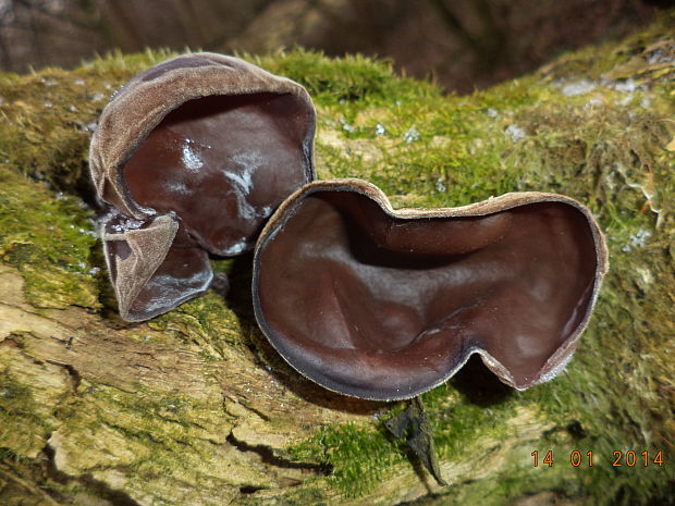 uchovec bazový Auricularia auricula-judae (Bull.) Quél.