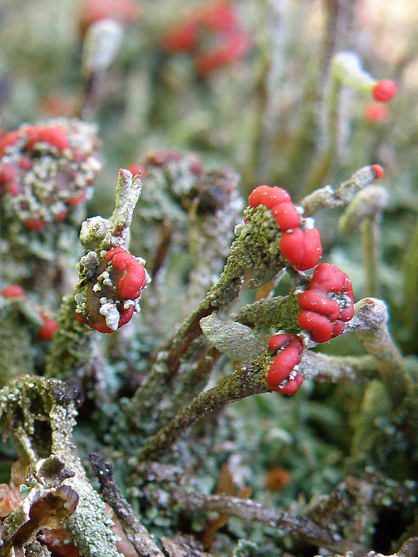 dutohlávka Flörkeho Cladonia floerkeana (Fr.) Flörke