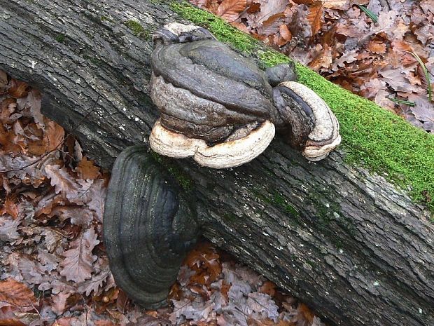 práchnovec kopytovitý Fomes fomentarius (L.) J.J. Kickx