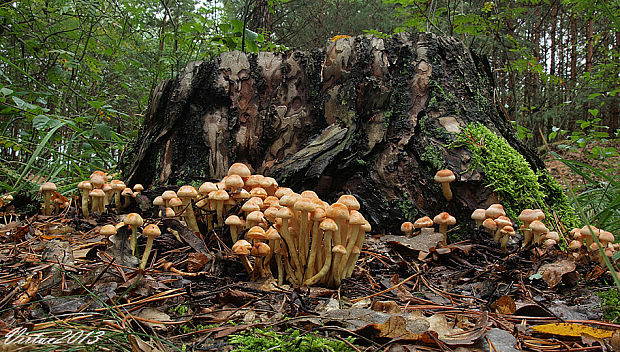 strapcovka zväzkovitá Hypholoma fasciculare (Huds.) P. Kumm.