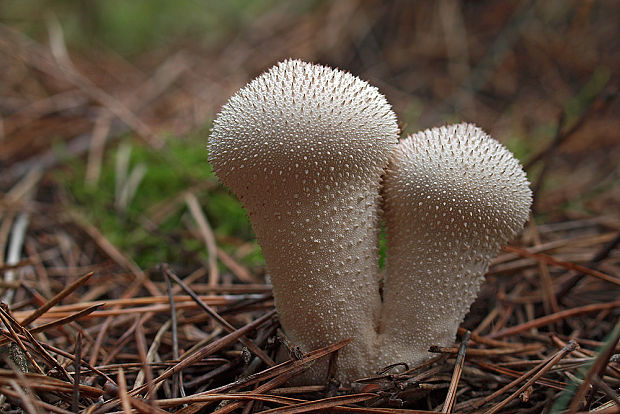 prášnica bradavičnatá Lycoperdon perlatum Pers.