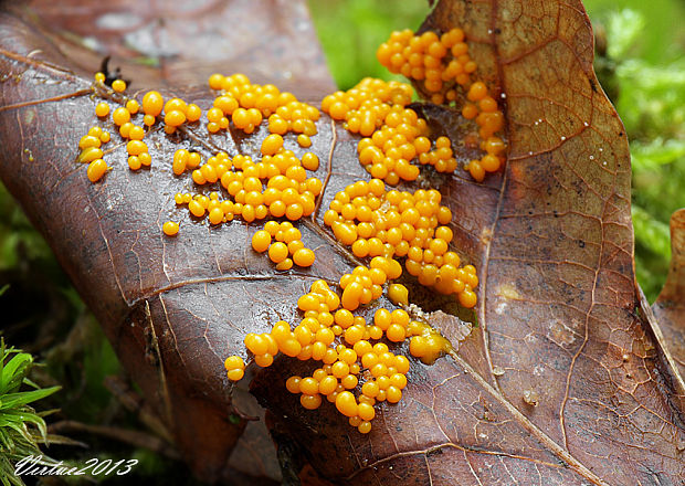 slizovka Myxomycetes