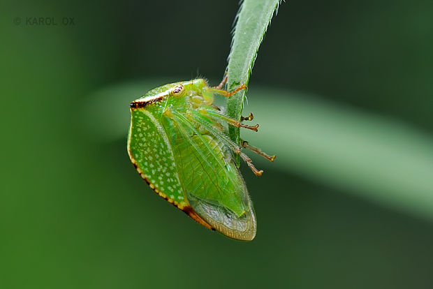 tŕňovka býčia Stictocephala bisonia