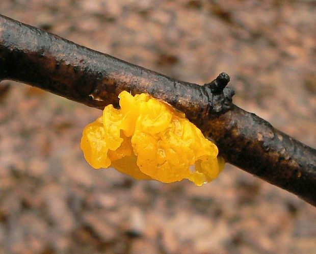 rôsolovka zlatožltá Tremella mesenterica Retz.