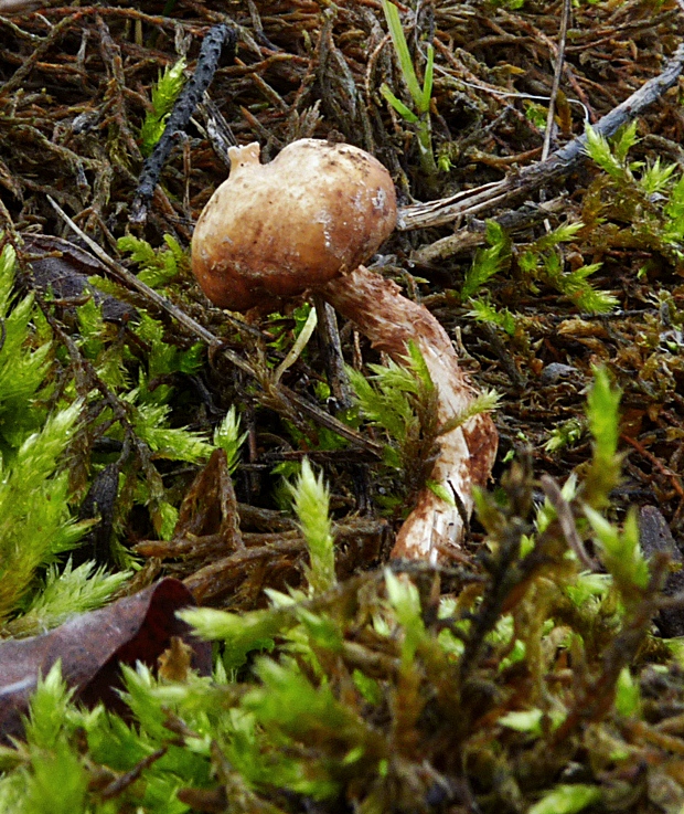 stopkovec zimný Tulostoma brumale Pers.