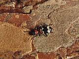 pestroš mravcový   /   pestrokrovečník mravenčí
