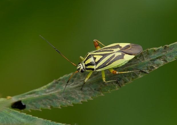 . Brachycoleus decolor