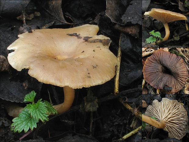 strmuľka premenlivá Clitocybe cf. metachroa