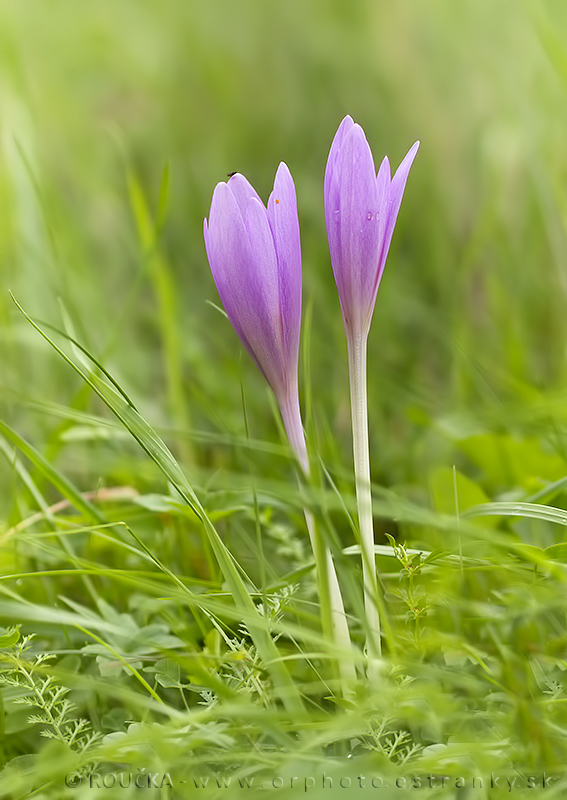 jesienka obyčajná Colchicum autumnale